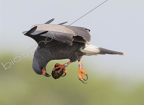 Biosphoto | 2409028 | Milan des marais (Rostrhamus sociabilis) mâle avec un Ampullaire (Pomacea sp.) dans les serres, Floride, USA | &copy; Ron Bielefeld / BIA / Biosphoto