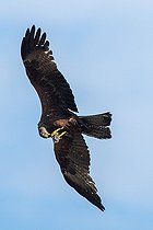 Biosphoto | 2582276 | Milan noir (Milvus migrans) ayant capturé un micromammifère, Vaucluse, France | &copy; David Tatin / Biosphoto
