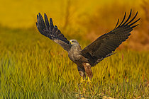 Biosphoto | 2609030 | Milan noir (Milvus migrans) s'envolant, Pyrénées, Espagne | &copy; Guy Van Langenhove / Biosphoto