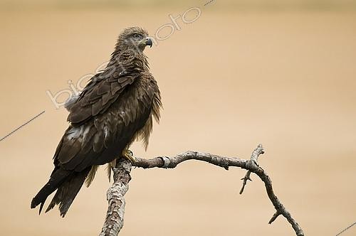 Biosphoto | 2148364 | Milan noir (Milvus migrans) sur une branche, Huesca, Espagne | &copy; Jorge Ruiz del Olmo / Biosphoto