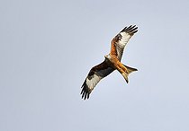 Biosphoto | 2122761 | Milan royal (Milvus milvus) en vol, Parc naturel régional des Vosges du Nord, France | &copy; Michel Rauch / Biosphoto