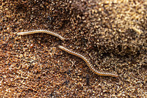 Biosphoto | 2621350 | Mille-pattes juvéniles (Julida sp), Chevinay, Rhône, France | &copy; Philippe Lebeaux / Biosphoto