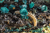 Biosphoto | 2621332 | Mille-pattes Polydesme commun (Polydesmus angustus) se faufilant parmi des champignons Pézizes turquoises (Chlorociboria aeruginascens), Monts du lyonnais, Rhône, France | &copy; Philippe Lebeaux / Biosphoto