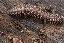 Biosphoto | 2621340 | Mille-pattes Polydesme commun (Polydesmus angustus) avec acarien oribate et collembole, Monts du lyonnais, Rhône, France | &copy; Philippe Lebeaux / Biosphoto
