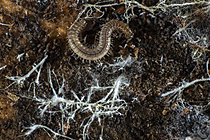 Biosphoto | 2621331 | Mille-pattes (Polydesmus sp) avec des mycéliums sur la litière du sol, Chevinay, Rhône, France | &copy; Philippe Lebeaux / Biosphoto