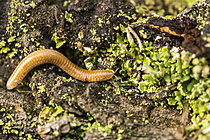 Biosphoto | 2621333 | Mille-pattes sur la litière forestière, Parc national des Cévennes, France | &copy; Philippe Lebeaux / Biosphoto