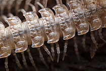 Biosphoto | 2621347 | Millipede (Polydesmus angustus), Monts du Lyonnais, Rhône, France. | &copy; Philippe Lebeaux / Biosphoto