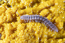 Biosphoto | 2621327 | Millipede (Polydesmus sp) on Blob (Physarum polycephalum), Rhône, France. | &copy; Philippe Lebeaux / Biosphoto