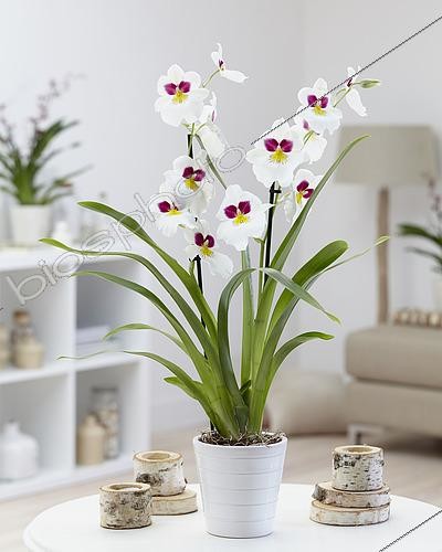 Biosphoto | 2542175 | Miltoniopsis Herr Alexander | &copy; Visions Pictures / Biosphoto