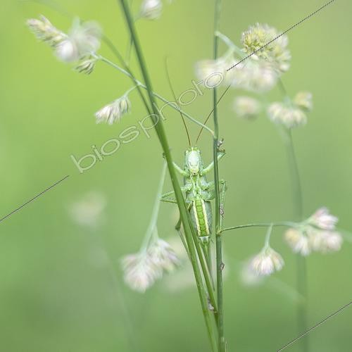 Biosphoto | 2601095 | Mimétisme d'une Grande sauterelle verte (Tettigonia viridissima) regardant entre deux poacées lors d'une soirée printanière, Auvergne, France | &copy; Monique Morin / Biosphoto