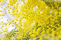 Biosphoto | 2575851 | Mimosa (Acacia sp.) in early bloom | &copy; Marie Aymerez / Biosphoto