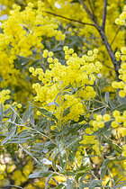 Biosphoto | 2574916 | Mimosa de Sir Hanbury (Acacia x hanburyana) en fleurs, Domaine du Rayol, Rayol-Canadel-sur-Mer, Var, France | &copy; Marie Aymerez / Biosphoto