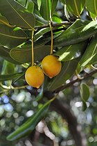 Biosphoto | 1136409 | Mimusops coriacea, La Réunion | &copy; Claude Balcaen / Biosphoto
