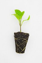 Biosphoto | 924721 | Mini clump of eggplant seedling | &copy; Jean-Michel Groult / Biosphoto