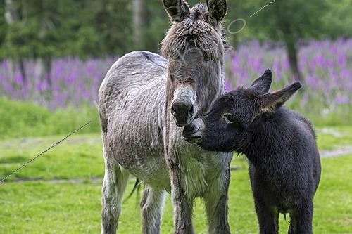 Biosphoto | 2622285 | Miniature donkey with black foal, close-up portrait in meadow with flowers in spring, Mediterranean donkey breed originally from Sardinia and Sicily | &copy; Arterra / imageBROKER / Biosphoto