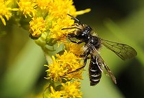Biosphoto | 2051168 | Mining Bee (Andrena denticulata) male on Goldenrod (Solidago virgaurea) 2015 July 16, Northern Vosges Regional Nature Park, France, ranked World Biosphere Reserve by UNESCO, France | &copy; Michel Rauch / Biosphoto