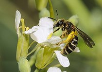 Biosphoto | 2051169 | Mining Bee (Andrena dorsata) female on radish flower in garden, 2015 July 04, the Northern Vosges Regional Park, France, ranked World Biosphere Reserve by UNESCO, France | &copy; Michel Rauch / Biosphoto