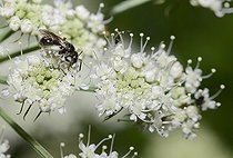 Biosphoto | 2051171 | Mining Bee (Andrena minutula) female and Fly on umbellifera, 31 August 2015, the Northern Vosges Regional Park, France, ranked World Biosphere Reserve by UNESCO, France | &copy; Michel Rauch / Biosphoto