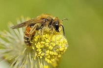 Biosphoto | 2051177 | Mining Bee (Andrena variabilis) male on Willow catkin (Salix  alba), 13 April 2015, Northern Vosges Regional Nature Park, France, ranked World Biosphere Reserve by UNESCO, France | &copy; Michel Rauch / Biosphoto