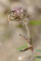Biosphoto | 2093497 | Mining bee (Halictus leucaheneus) female on clover, Northern Vosges Regional Nature Park, France | &copy; Michel Rauch / Biosphoto