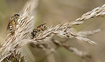 Biosphoto | 2089531 | Mining bee (Halictus leucaheneus) females seeking moisture, Regional Natural Park of the Vosges du Nord, France | &copy; Michel Rauch / Biosphoto
