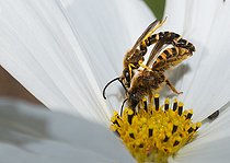 Biosphoto | 2427314 | Mining bee (Halictus scabiosae) on Cosmos (Cosmos bipinnata) mating, Regional Natural Park of Northern Vosges, France | &copy; Michel Rauch / Biosphoto