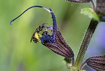 Biosphoto | 2453733 | Mining bee (Lasioglossum nitidulum) female on sage flower (Salvia pratensis), Vosges du Nord Regional Nature Park, France | &copy; Michel Rauch / Biosphoto