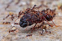 Biosphoto | 2392018 | Minor worker ants protecting the major worker ant (Formicidae - Myrmicinae - Carebara diversa). | &copy; Husni Che Ngah / Biosphoto