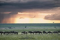 Biosphoto | 1394043 | Miogration wildebeest at dusk Masai Mara Kenya  | &copy; Michel Bureau / Biosphoto