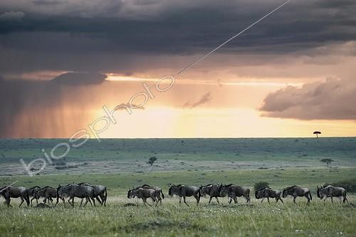 Biosphoto | 1394043 | Miogration wildebeest at dusk Masai Mara Kenya  | &copy; Michel Bureau / Biosphoto
