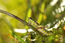 Biosphoto | 1254404 | Miramelle des reposoirs sur tige RN Ballons Comtois Vosges | &copy; Denis Bringard / Biosphoto