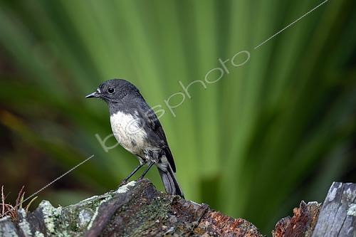 Biosphoto | 2601559 | Miro rubisole (Petroica australis), endémique à la Nouvelle-Zélande, Ecosanctuaire d'Orokonui, Purakaunui, Dunedin, Otago, île du Sud, Nouvelle-Zélande. | &copy; Colin Marshall / Biosphoto