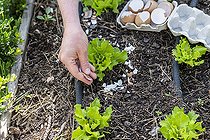 Biosphoto | 2450732 | Mise en place de coquilles d’œufs cassées, autour des salades pour faire barrage aux limaces en été, Pas de Calais, France | &copy; Yann Avril / Biosphoto
