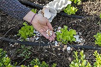 Biosphoto | 2450734 | Mise en place de coquilles d’œufs cassées, autour des salades pour faire barrage aux limaces en été, Pas de Calais, France | &copy; Yann Avril / Biosphoto
