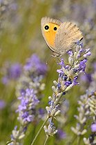 Biosphoto | 1253994 | Misis sur Lavande en fleurs France | &copy; Thierry Van Baelinghem / Biosphoto