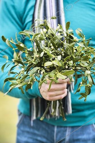 Biosphoto | 1941526 | Mistletoe bouquet | &copy; Jean-Michel Groult / Biosphoto