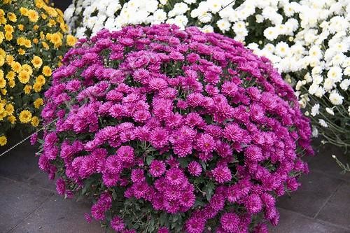 Biosphoto | 1275399 | Mixed chrysanthemums , October | &copy; Lamontagne / Biosphoto