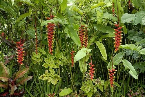 Biosphoto | 993260 | Mixed exotic border featuring pendent heliconia | &copy; Lamontagne / Biosphoto