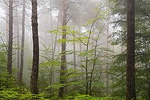 Biosphoto | 2484918 | Mixed forest of the Northern Vosges in spring (beech, Scots pine, spruce, oak), Vosges du Nord Regional Nature Park, France | &copy; Michel Rauch / Biosphoto