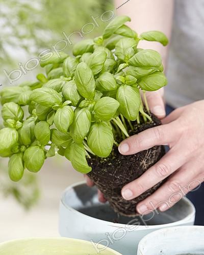 Biosphoto | 2111107 | Mixed herbs, basil | &copy; Visions Pictures / Biosphoto