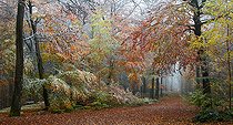 Biosphoto | 2439880 | Mixed mountain forest (oaks, pines, beeches, service trees) in autumn in the first snow, Vosges du Nord Regional Nature Park, France | &copy; Michel Rauch / Biosphoto