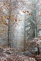 Biosphoto | 2439881 | Mixed mountain forest (oaks, pines, beeches, Service tree, larches) in autumn in the fog of the first snow Regional Natural Park of the Northern Vosges, France | &copy; Michel Rauch / Biosphoto