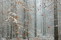 Biosphoto | 2439882 | Mixed mountain forest (oaks, pines, beeches, service tree) in autumn in the first snow, Regional Natural Park of Vosges du Nord, France | &copy; Michel Rauch / Biosphoto