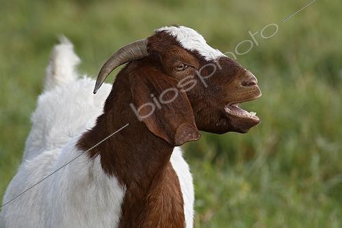Biosphoto | 2593618 | Moaning Boers Domestic Goat (Capra aegagrus hircus) animal portrait, Schleswig-Holstein, Germany, Europe | &copy; Justus de Cuveland / imageBROKER / Biosphoto