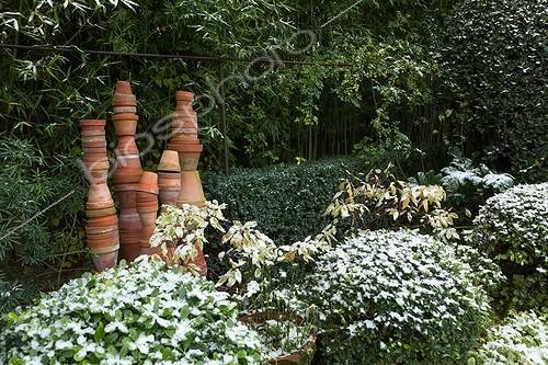 Biosphoto | 2026967 | Mock orange 'Nana' topiaries under snow in a city garden | &copy; Philippe Giraud / Biosphoto