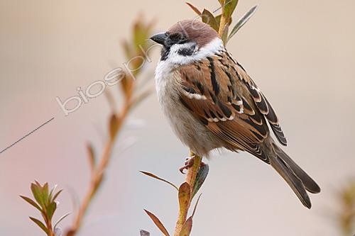 Biosphoto | 2628352 | Moineau friquet (Passer montanus), Ile de Kyushu, Japon | &copy; Stéphan Bonneau / Biosphoto