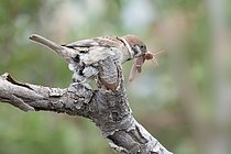 Biosphoto | 2610034 | Moineau friquet (Passer montanus) mangeant un criquet des pâtures (Chorthippus parallelus), Pyrénées Orientales, France | &copy; Claude Balcaen / Biosphoto