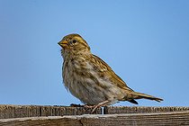 Biosphoto | 2584493 | Moineau soulcie de Mongolie (Petronia petronia), posé sur une palissade, Steppe, Est de la Mongolie, Mongolie | &copy; Sylvain Cordier / Biosphoto