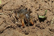 Biosphoto | 1247187 | Mole cricket out of the ground in the spring Ain France | &copy; Jean-François Noblet / Biosphoto