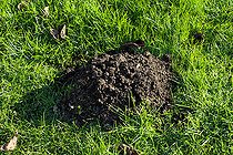 Biosphoto | 2575212 | Molehill on lawn, Sarthe, France | &copy; Michel Gile / Biosphoto